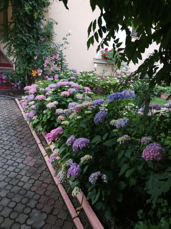 Vila Cerbul Albastru 호텔 모네아사 외부 사진